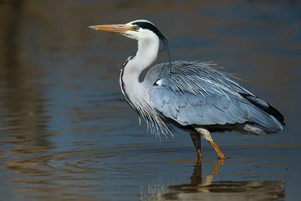 Szürke gém Szürke gém (Ardea cinerea)