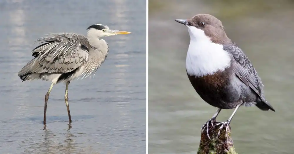 Szürke gém és Vízirigó Szürke gém (Ardea cinerea) és Vízirigó (Cinclus cinclus)