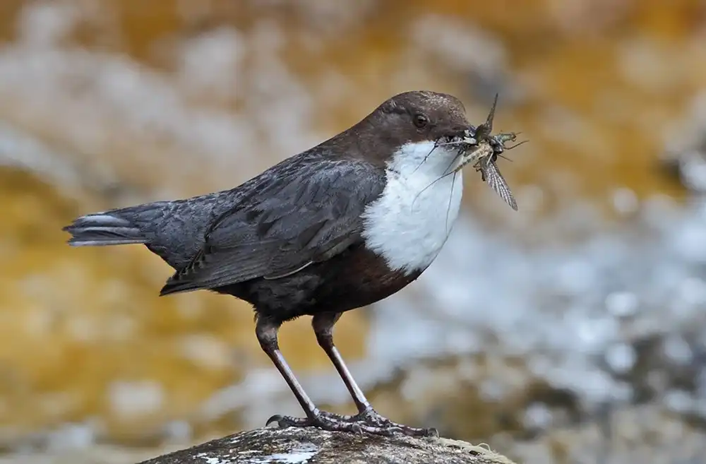 Vízirigó Vízirigó (Cinclus cinclus)