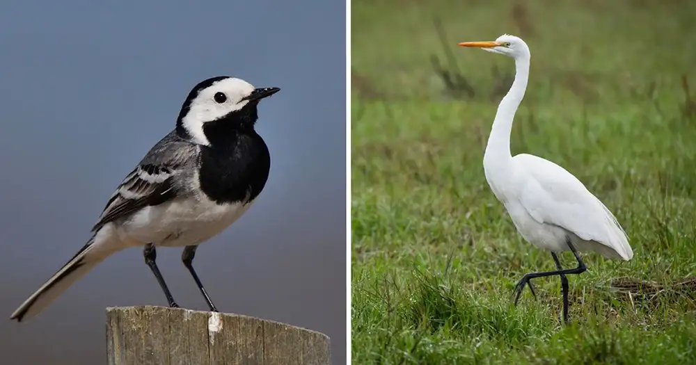 Barázdabillegető és nagy kócsag | fotó Kelemen László Barázdabillegető és nagy kócsag