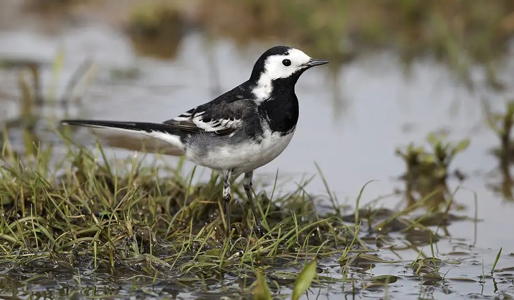 Barázdabillegető (Motacilla alba) | fotó Kelemen László