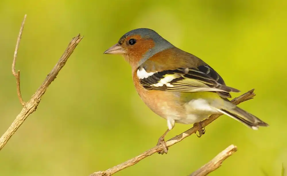 erdei pinty (Fringilla coelebs) erdei pinty