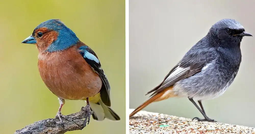 erdei pinty (Fringilla coelebs) erdei pinty