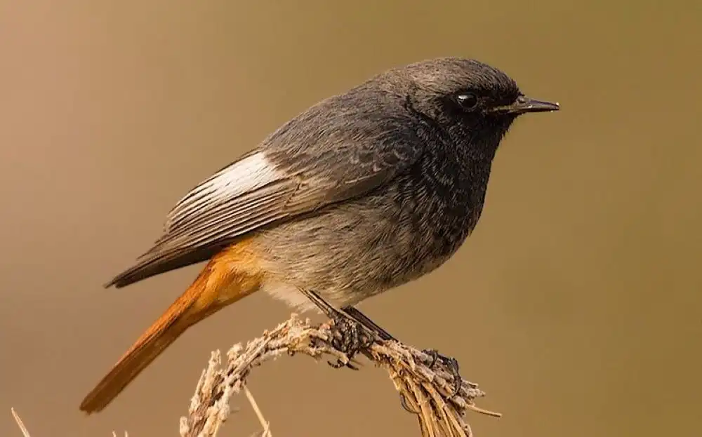 házi rozsdafarkú házi rozsdafarkú (Phoenicurus ochruros)