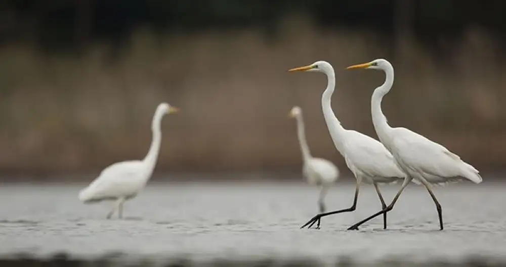 Nagy kócsag (Ardea alba) | fotó Kelemen László Nagy kócsag (Ardea alba)